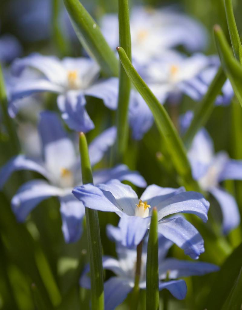 Schneeglanz (Gewöhnlicher)  Chionodoxa luciliae (Gewöhnlicher Schneeglanz) - Stinsenpflanze