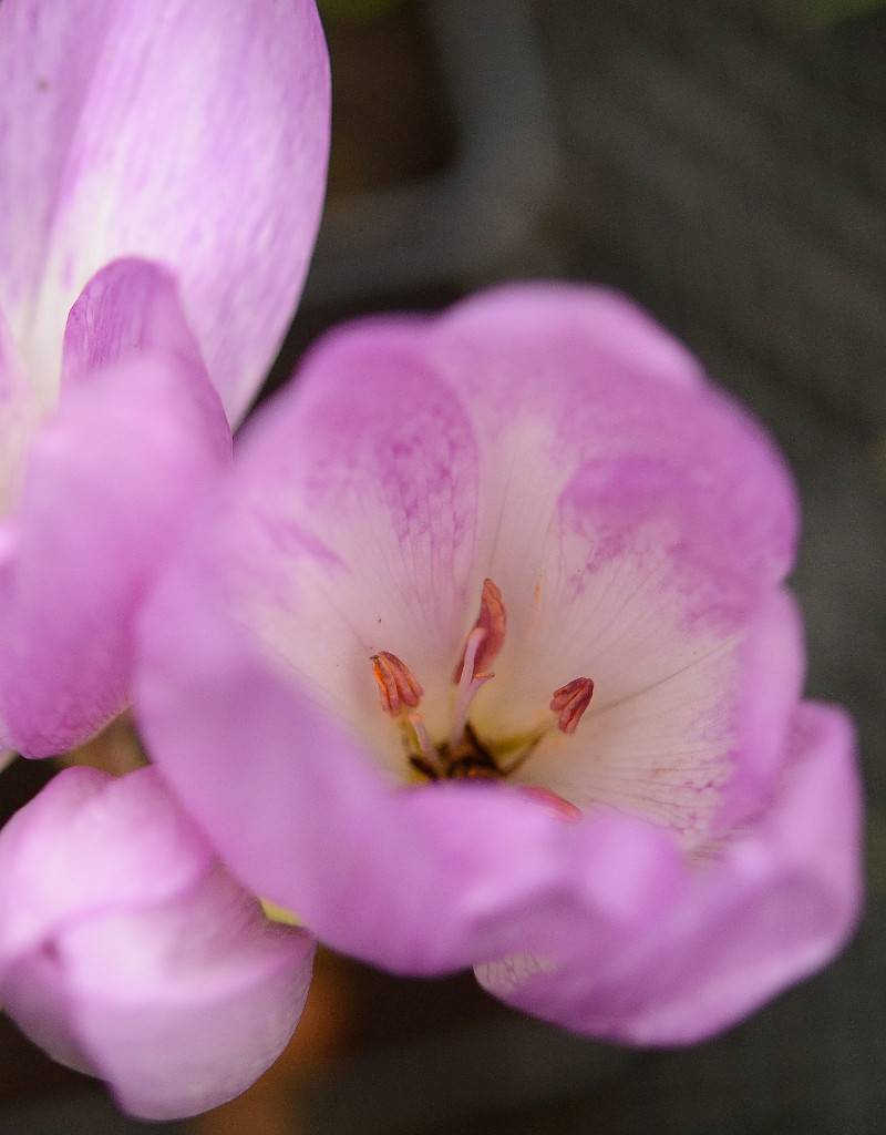 Herbstzeitlose  Colchicum byzantinum (Herbst-Zeitlose)