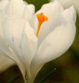 Krokus (Frühlings)  Crocus vernus 'Jeanne d'Arc' (Frühlings-Krokus) - Stinsenpflanze