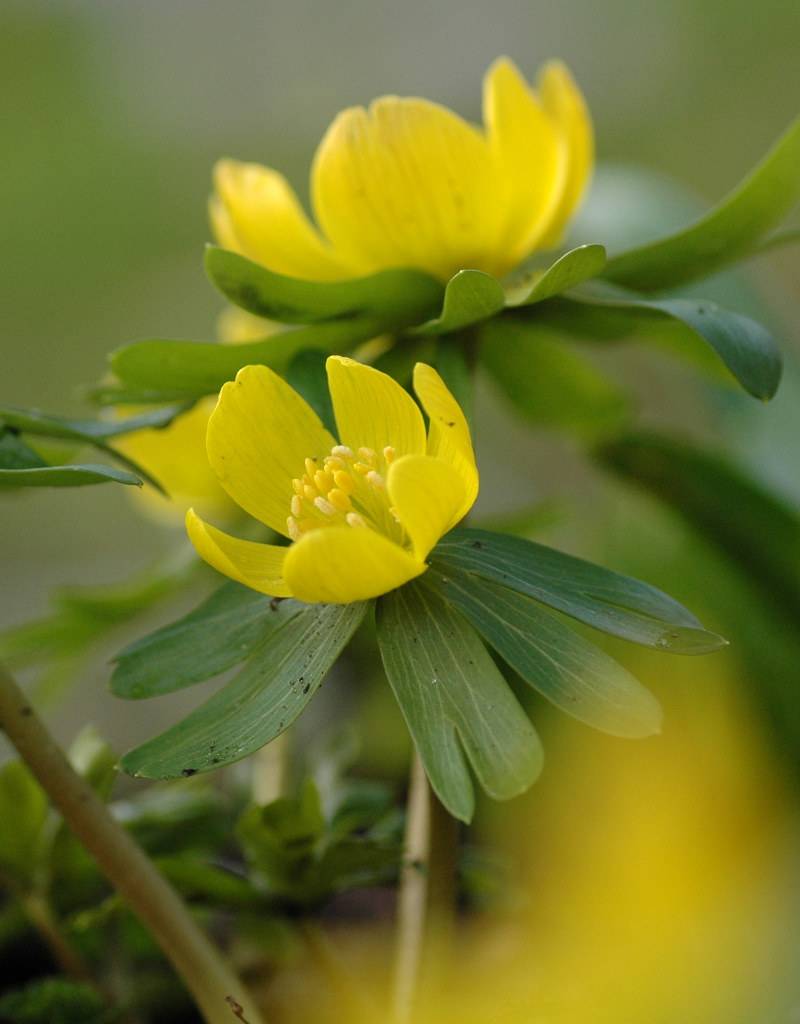 Winterling  Eranthis hyemalis (Winterling) - Stinsenpflanze