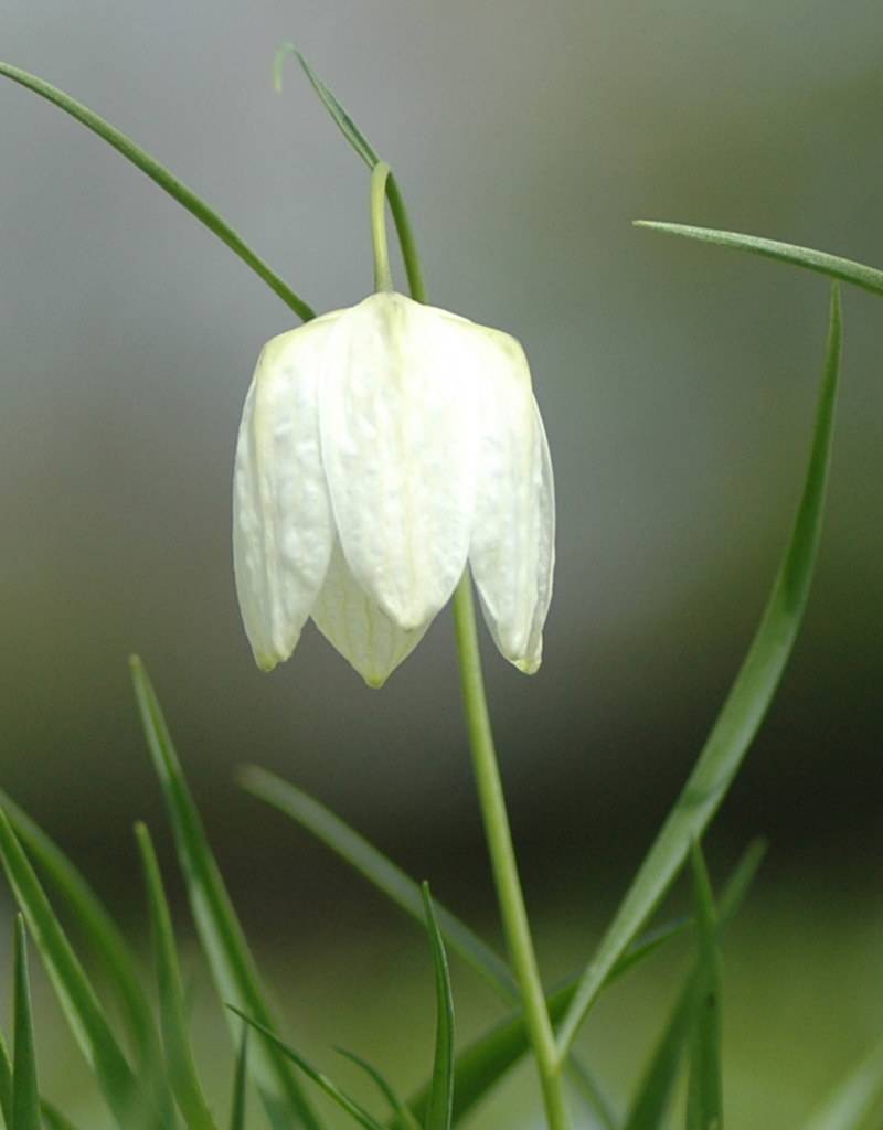 Schachbrettblume  Fritillaria meleagris 'Alba' (Gewöhnliche Schachbrettblume) - Stinsenpflanze