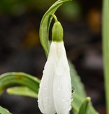 Schneeglöckchen (Varietät)  Galanthus nivalis 'Atkinsii' (Schneeglöckchen)