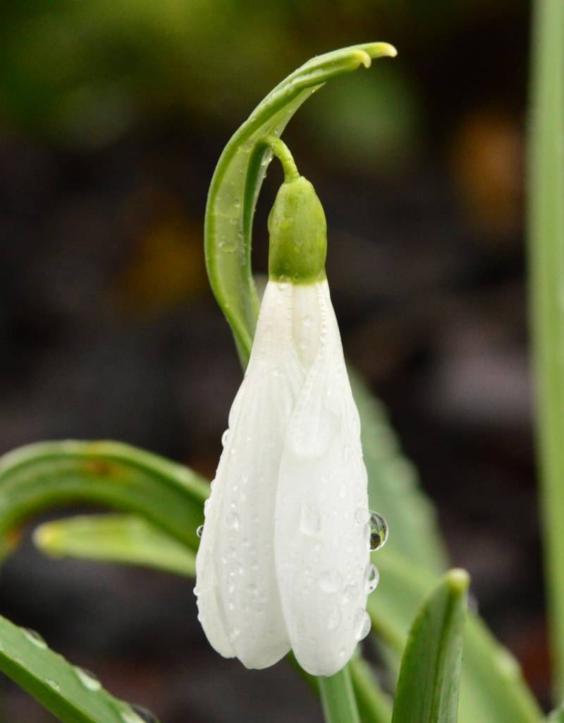 Schneeglöckchen (Varietät)  Galanthus nivalis 'Atkinsii' (Schneeglöckchen)