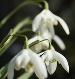 Schneeglöckchen (Varietät)  Galanthus nivalis 'Flore Pleno' (Gefülltes Schneeglöckchen) – Stinsenpflanze