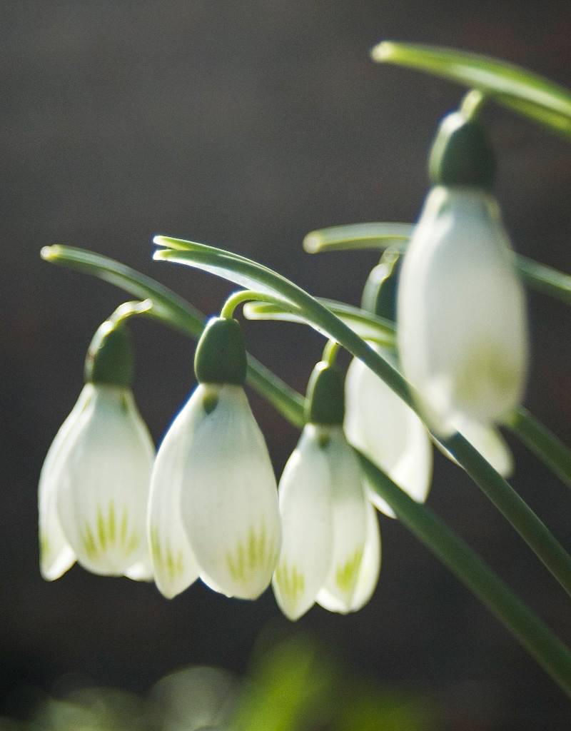 Schneeglöckchen (Varietät)  Galanthus nivalis 'Viridapice'