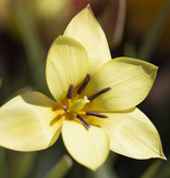 Tulpe  Tulipa clusiana 'Sheila' (Tulpe)