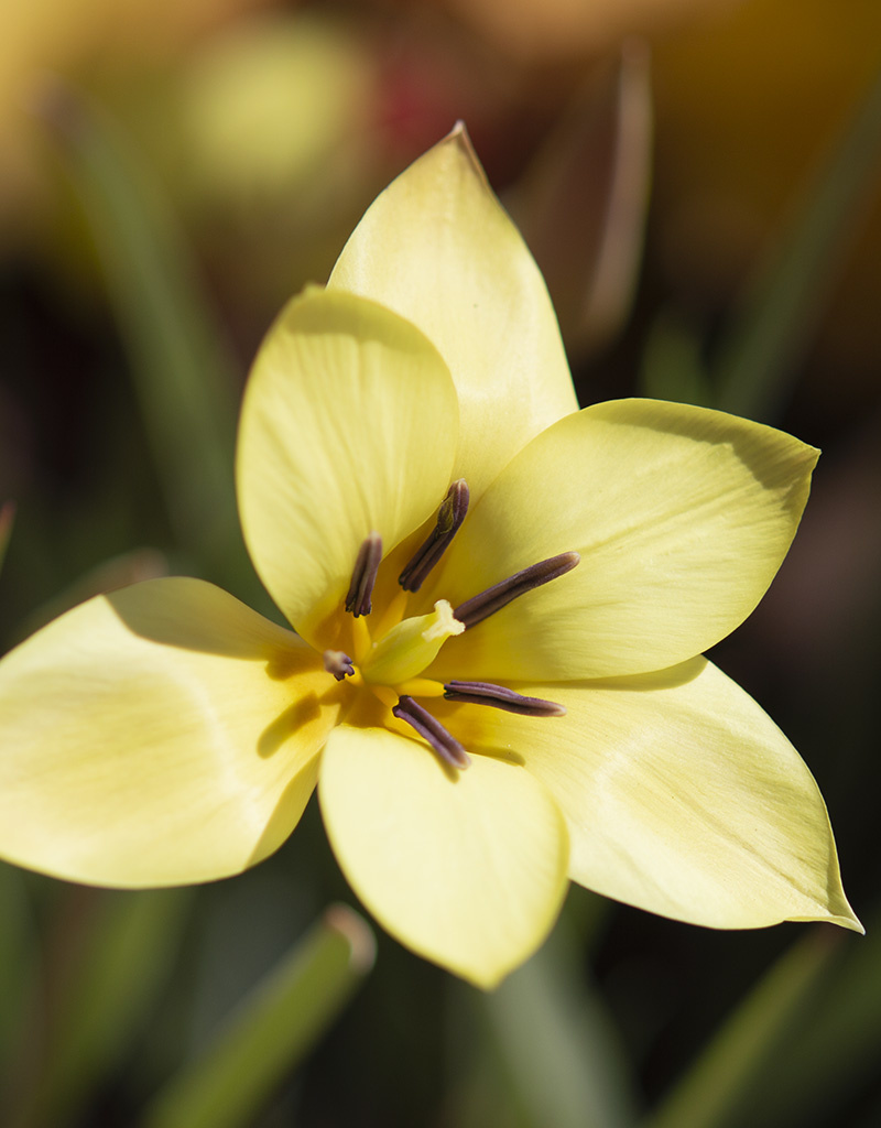 Tulpe  Tulipa clusiana 'Sheila' (Tulpe)