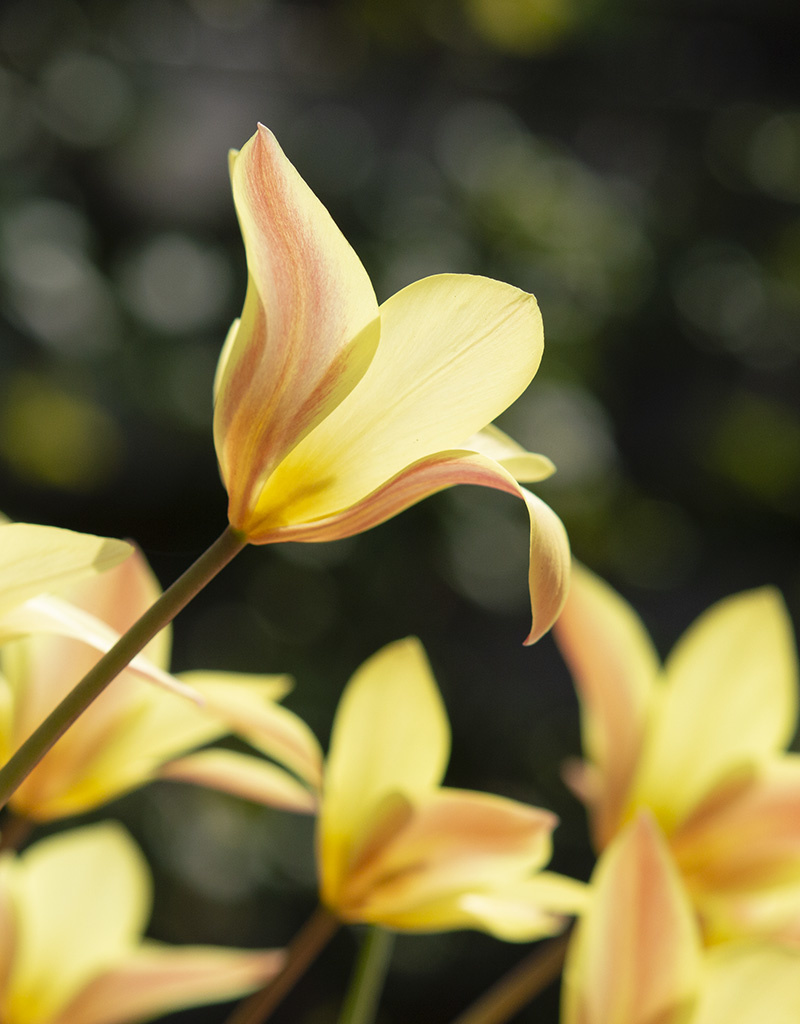 Tulpe  Tulipa clusiana 'Sheila' (Tulpe)