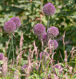 Zierlauch  Allium 'Summer Drummer' (Zierlauch)