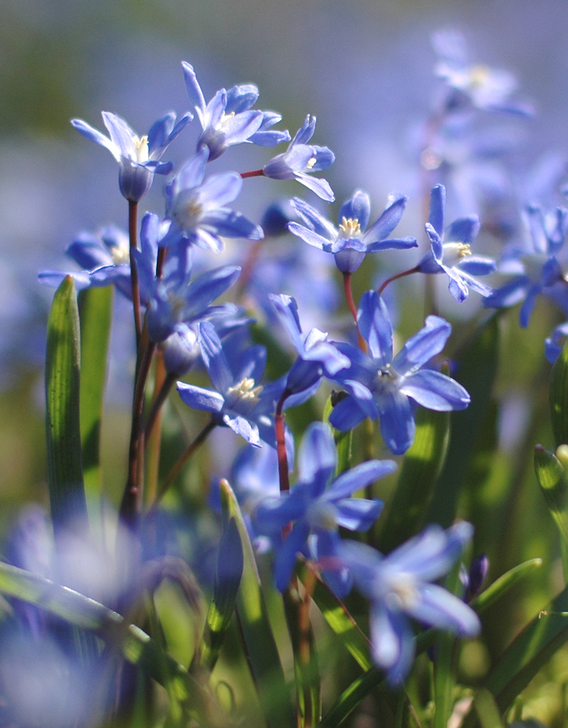 Schneeglanz  Chionodoxa sardensis (Dunkler Schneeglanz) - Stinsenpflanze - 200 Stück für 8m2