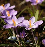Krokus  Crocus minimus (Kleiner Krokus)