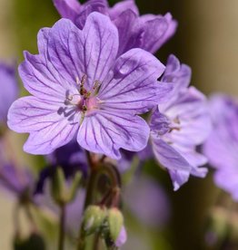 Knolliger Storchschnabel  Geranium tuberosum