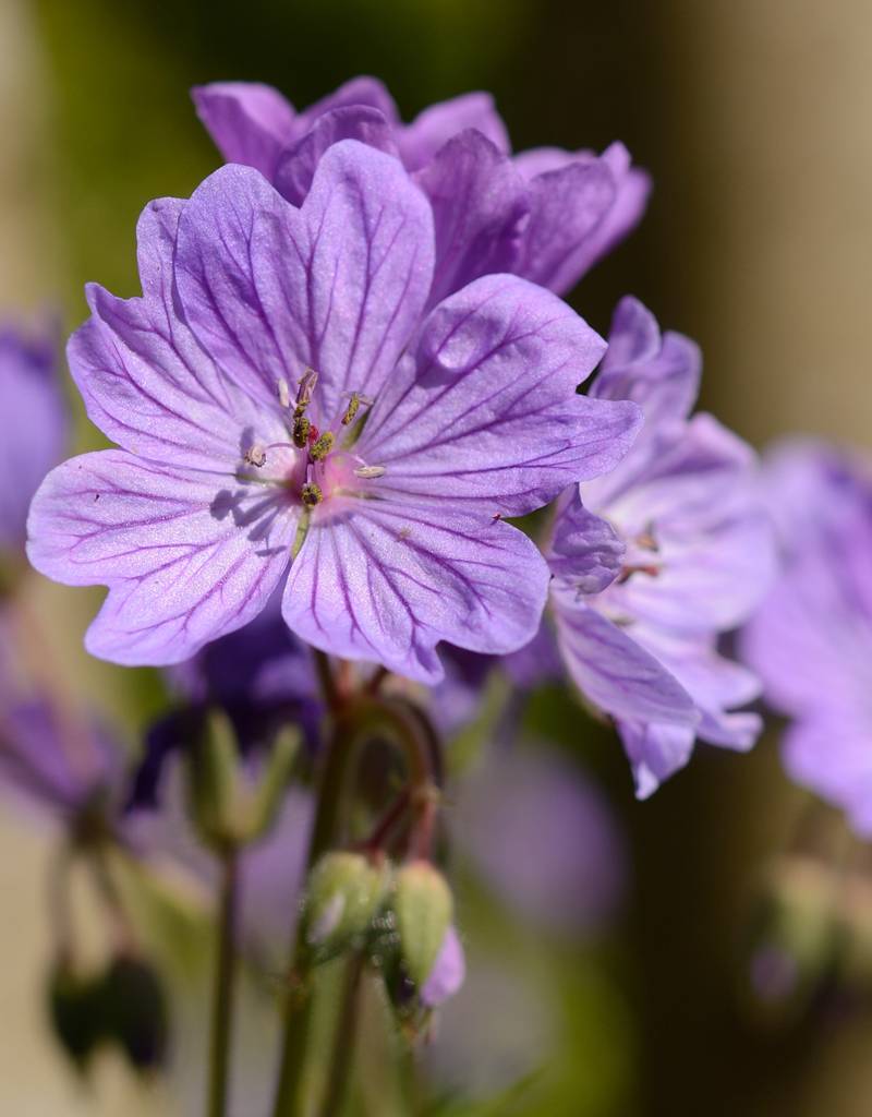 Knolliger Storchschnabel  Geranium tuberosum (Knolliger Storchschnabel)