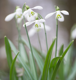 Schneeglöckchen (Varietät)  Galanthus nivalis 'S. Arnott'