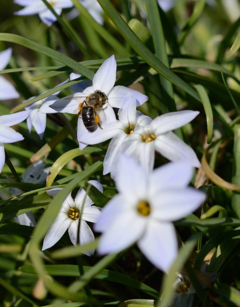 Frühlingsstern  Ipheion uniflorum (Frühlingsstern)