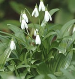 Schneeglöckchen (Woronow)  Galanthus woronowii (Woronow Schneeglöckchen) - Stinsenpflanze