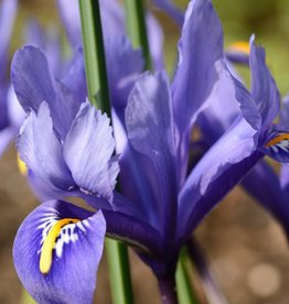 Iris (Kleine Netzblatt)  Iris reticulata 'Harmony'