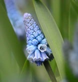 Traubenhyazinthe  Muscari azureum (Himmelblaue Traubenhyazinthe )