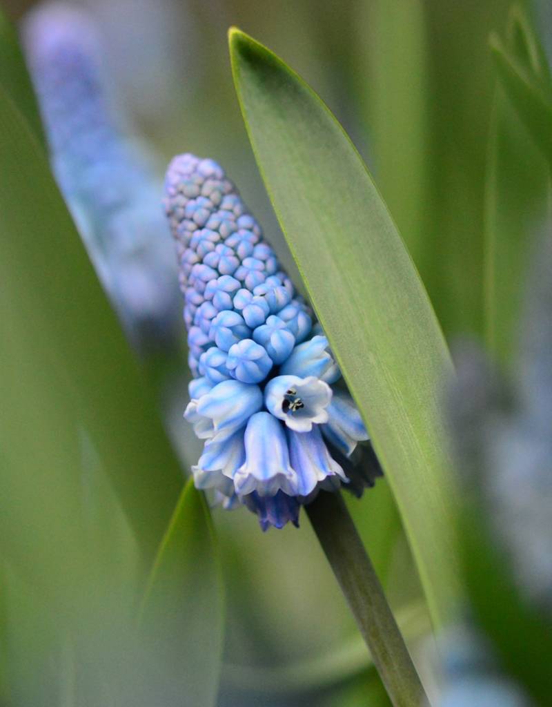 Traubenhyazinthe  Muscari azureum (Himmelblaue Traubenhyazinthe )