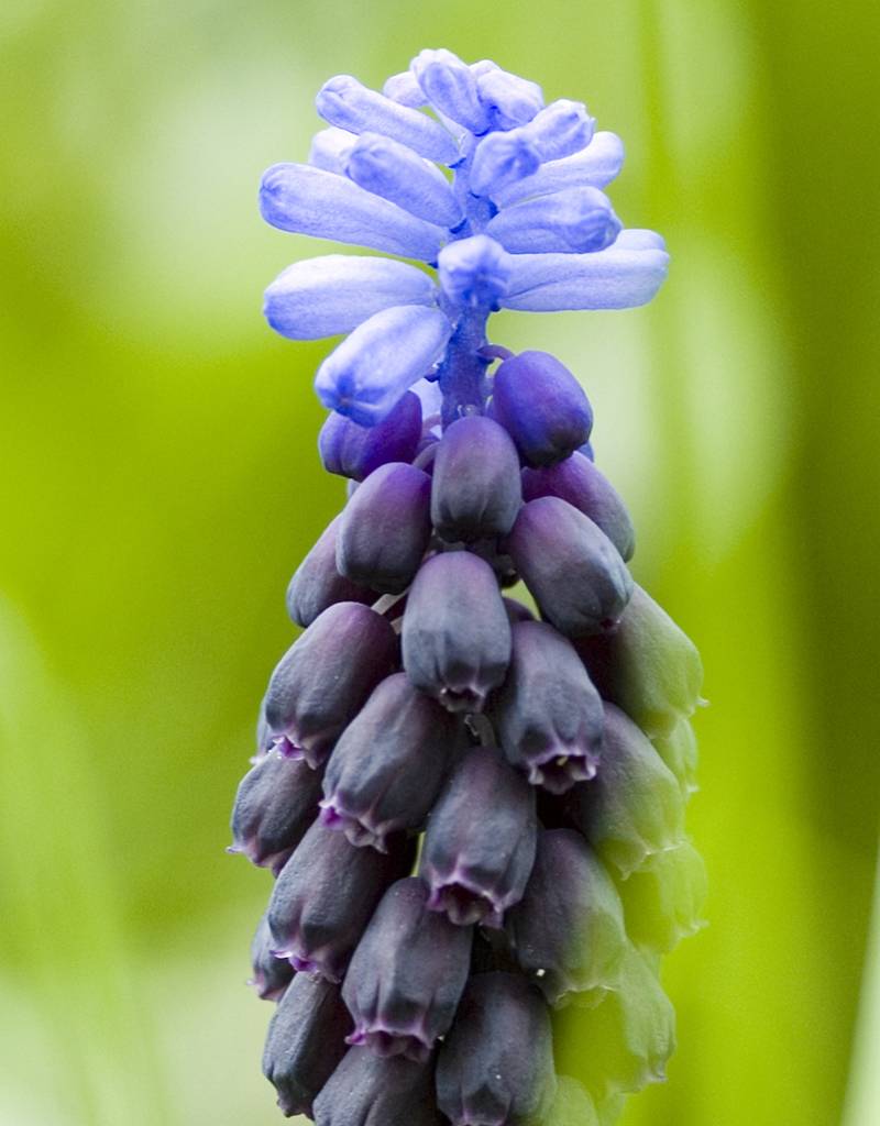 Traubenhyazinthe (Breitblättrige)  Muscari latifolium (Breitblättrige Traubenhyazinthe) - Stinsenpflanze