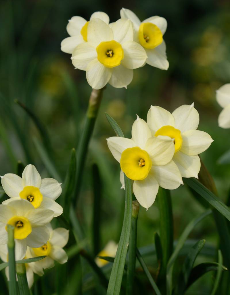 Narzisse  Narcissus 'Minnow'