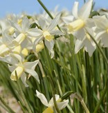 Narzisse  Narcissus 'Toto'