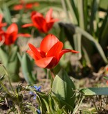 Tulpe (Wild)  Tulipa kaufmanniana 'Showwinner'