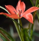 Tulpe (Wild)  Tulipa linifolia