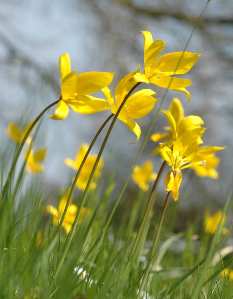 Tulpe (Wald)  Tulipa sylvestris (Wald-Tulpe) - Stinsenpflanze