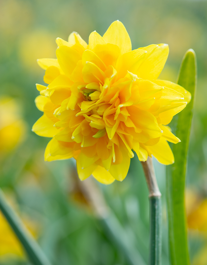 Narzisse  Narcissus 'Tête Rosette', BIO