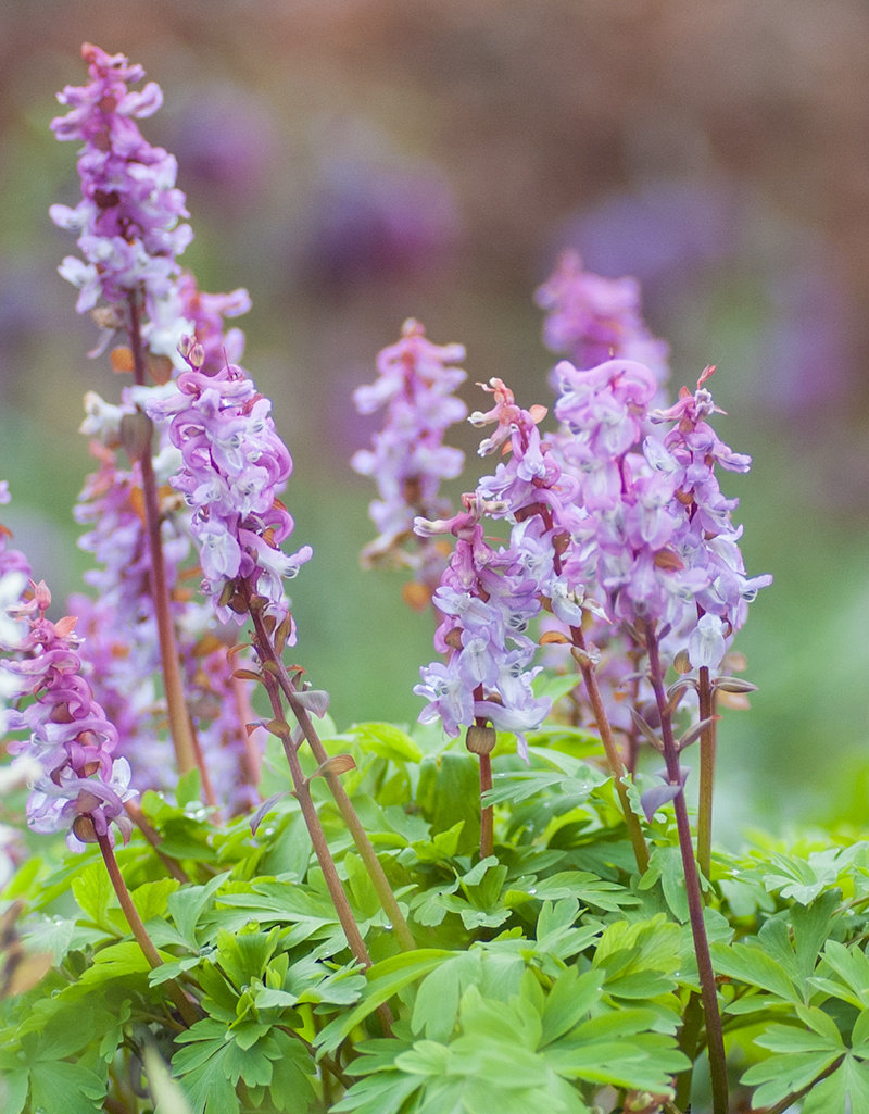 Lerchensporn (Hohler)  Corydalis cava (bulbosa) (Hohler Lerchensporn) - Stinsenpflanze