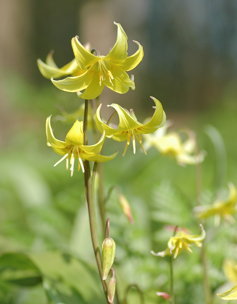 Hundszahn  Erythronium 'Pagoda' (Gelber Hundszahn) - Stinsenpflanze