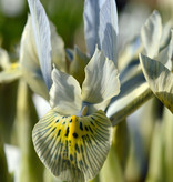 Iris (Kleine Netzblatt)  Iris 'Katharine Hodgkin' (Zwerg-Iris)