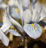 Iris (Kleine Netzblatt)  Iris 'Sheila Ann Germaney' (Kleine Netzblatt Iris)