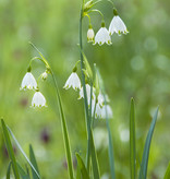 Sommer-Knotenblume  Leucojum aestivum (Sommer-Knotenblume) - Stinsenpflanze