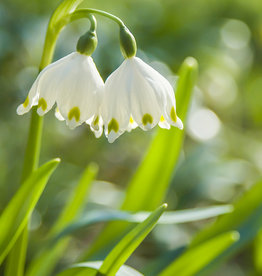 Märzenbecher  Leucojum vernum