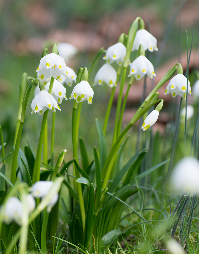 Märzenbecher  Leucojum vernum (Märzenbecher) - Stinsenpflanze