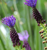 Traubenhyazinthe  Muscari comosum (Schopf-Traubenhyazinthe) – Stinsenpflanze