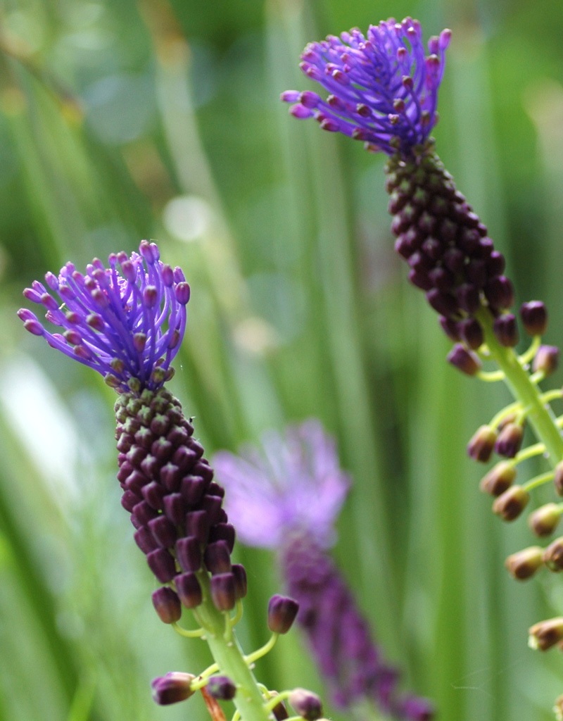 Traubenhyazinthe  Muscari comosum (Schopf-Traubenhyazinthe) – Stinsenpflanze