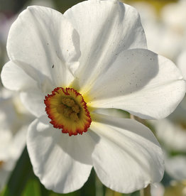 Narzisse (Dichter)  Narcissus 'Actaea'