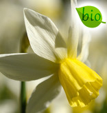 Narzisse  Narcissus 'Sailboat', BIO