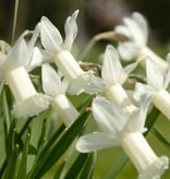 Narzisse  Narcissus 'Tracey'