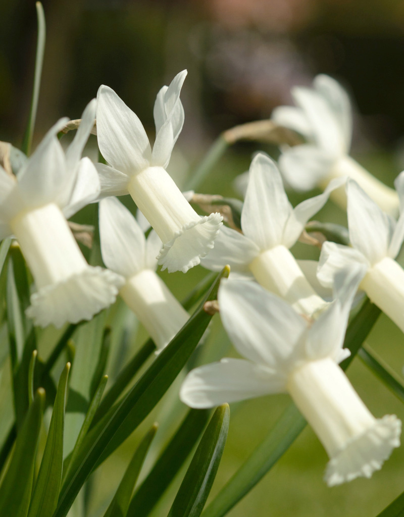 Narzisse  Narcissus 'Tracey'