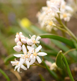 Blaustern (Zweiblättriger)  Scilla bifolia 'Rosea'