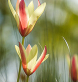 Tulpe (Wild)  Tulipa clusiana 'Cynthia'