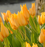 Tulpe  Tulipa praestans 'Shogun'