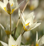 Tulpe (Wild)  Tulipa turkestanica, BIO