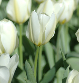 Tulpe  Tulipa ‘Purissima’