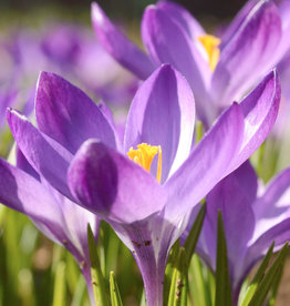 Krokus (Elfen/Dalmatiner)  Crocus tommasinianus 'Ruby Giant', Bulk