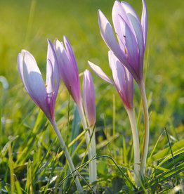 Herbstzeitlose  Colchicum autumnale